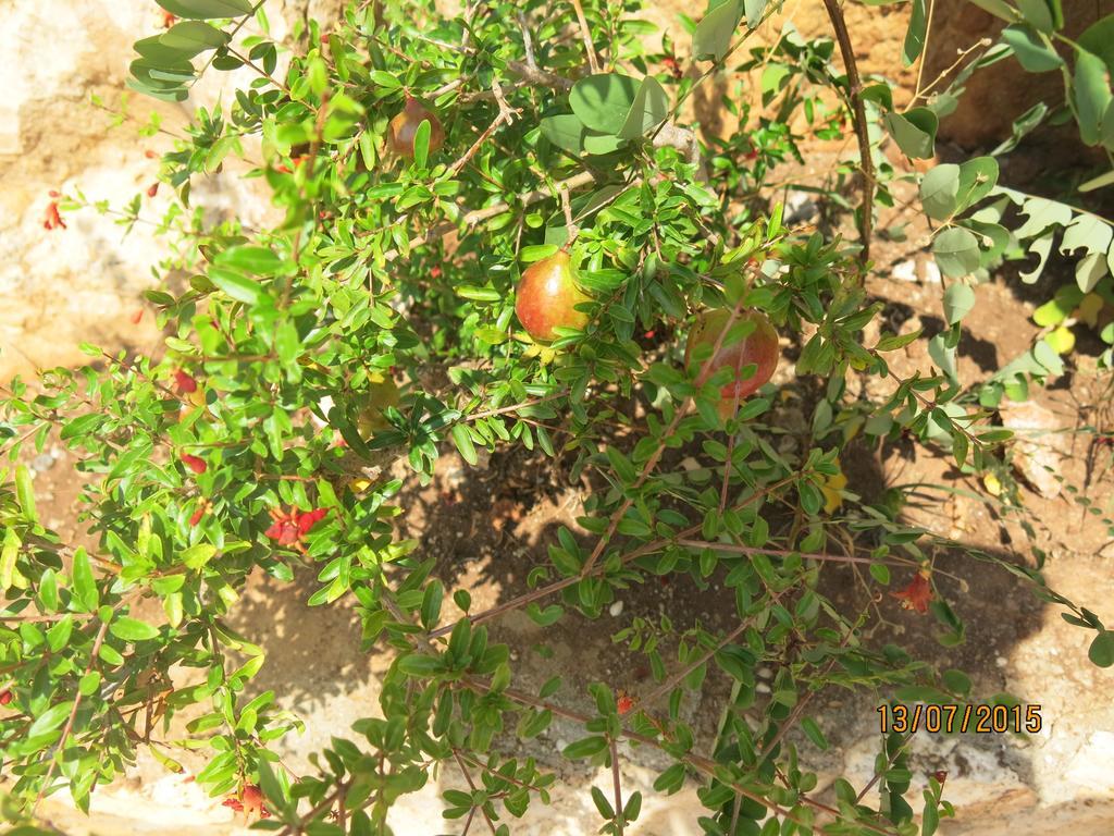 Kulube Hotel Kalkan Exterior foto